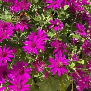 Meet your Posher, Viviana